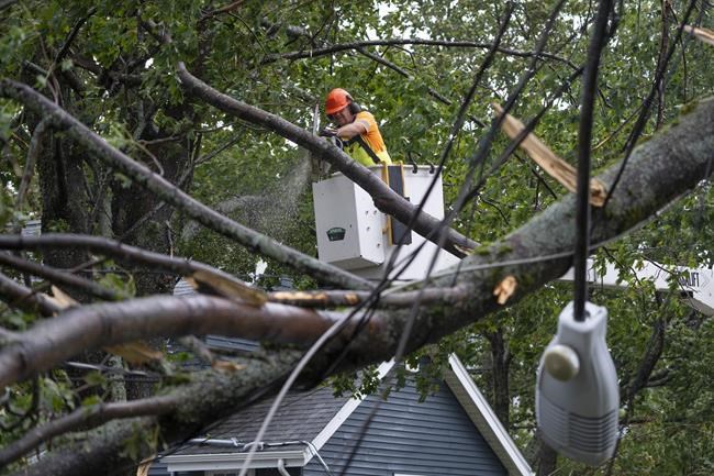 NS Power outlines tree-cutting plan to help reduce hurricane-caused outages | iNFOnews.ca