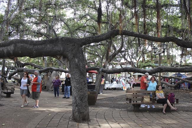 Ring by ring, majestic banyan tree in heart of fire-scorched Lahaina chronicles 150 years of history | iNFOnews.ca Ring by ring, majestic banyan tree in heart of fire-scorched Lahaina chronicles 150 years of history | iNFOnews.ca