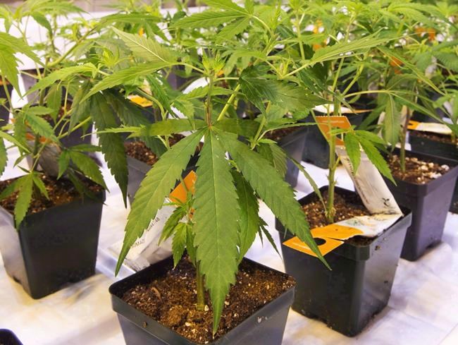 Aurora Cannabis slashes Q1 net loss as it eyes orchid business, further savings | iNFOnews.ca