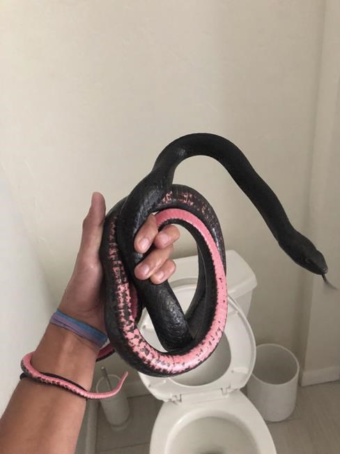 Snake in a toilet: Slithering visitor to Arizona home camps out where homeowner least expects it | iNFOnews.ca