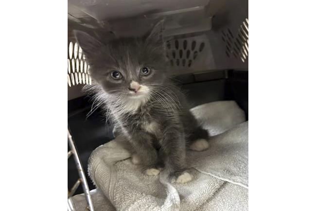 Cat's out of the bag: Kitten turns up in a stolen car in Connecticut | iNFOnews.ca