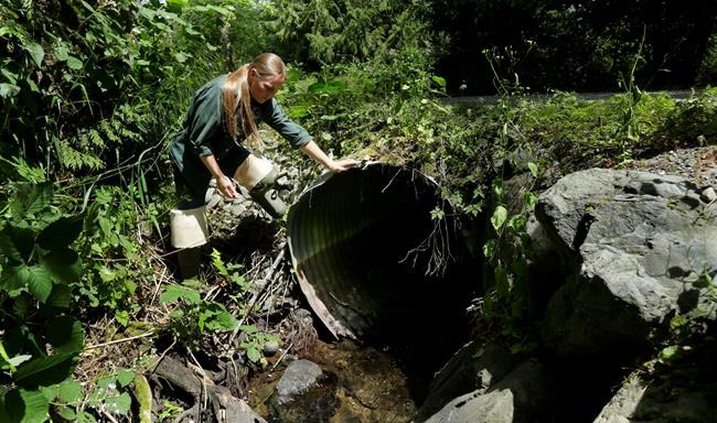 Federal grants will replace water tunnels beneath roads that are harmful to fish | iNFOnews.ca Federal grants will replace water tunnels beneath roads that are harmful to fish | iNFOnews.ca