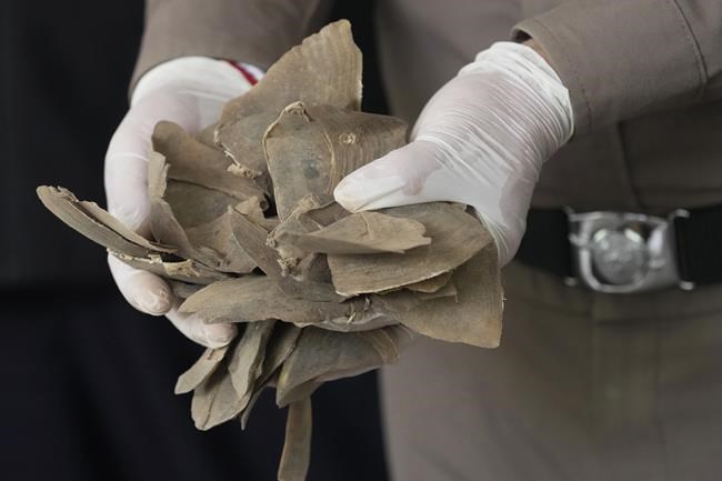 More than a ton of endangered pangolin scales seized in Thailand | iNFOnews.ca