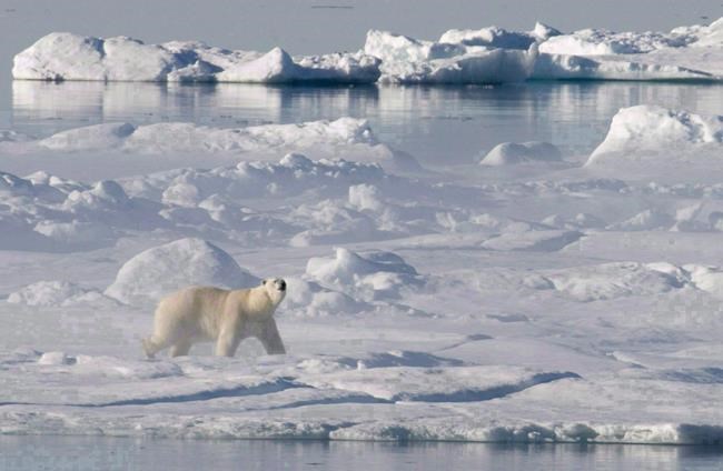 Human activity and climate change cause cascading effects for Arctic ecosystem | iNFOnews.ca