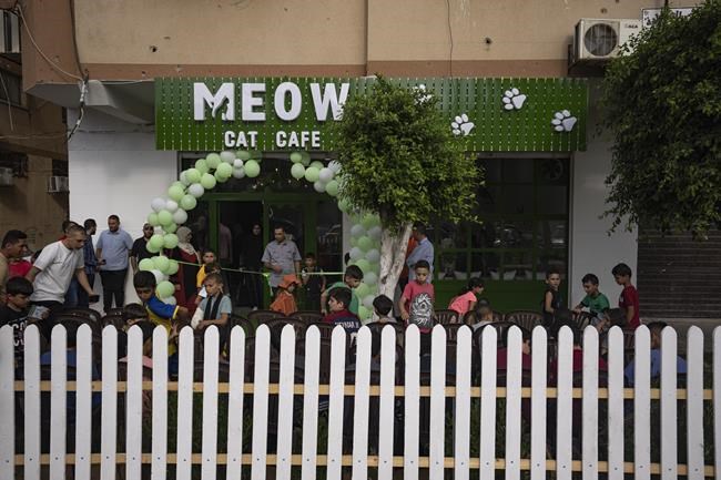 The Gaza Strip gets its first cat cafe, a cozy refuge from life under blockade | iNFOnews.ca The Gaza Strip gets its first cat cafe, a cozy refuge from life under blockade | iNFOnews.ca