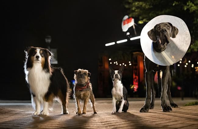 Movie Review: 'Strays’ is furry, foul, filthy, feculent - and occasionally funny | iNFOnews.ca Movie Review: 'Strays’ is furry, foul, filthy, feculent - and occasionally funny | iNFOnews.ca