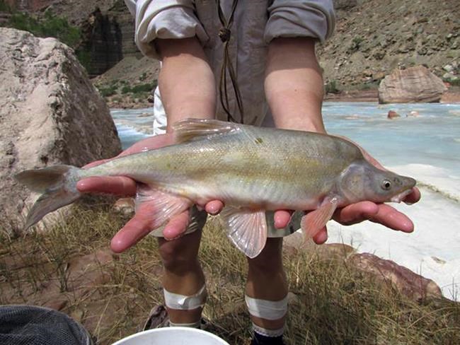 Chemical treatment to be deployed against invasive fish in Colorado River | iNFOnews.ca