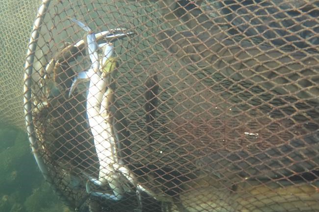 If you can't beat them, eat them: Italians cope with invasion of blue crabs this summer | iNFOnews.ca If you can't beat them, eat them: Italians cope with invasion of blue crabs this summer | iNFOnews.ca