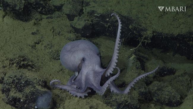 Deep-sea 'hot tubs' help octopus moms hatch their eggs faster | iNFOnews.ca