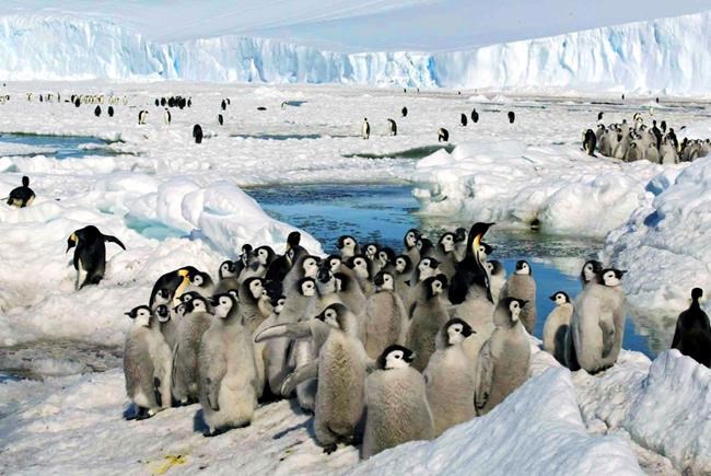 Loss of Antarctic ice hurting survival of emperor penguin chicks, study says | iNFOnews.ca
