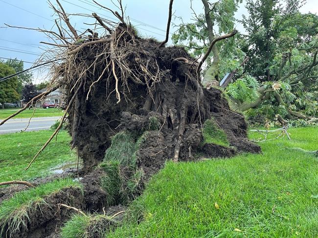 7 tornadoes confirmed as Michigan storms down trees and power lines; 5 people killed | iNFOnews.ca