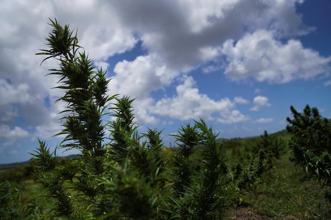 Bahamas introduces bills to legalize marijuana for medical and religious purposes | iNFOnews.ca