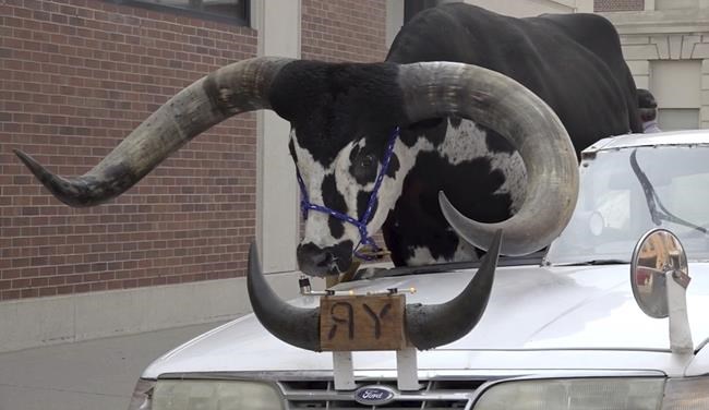 Police stop Nebraska man for bucking the law with a bull riding shotgun in his car | iNFOnews.ca