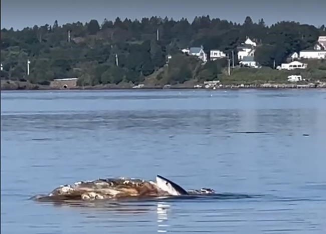 Maine resident captures nature in action in N.B. as shark snacks on whale carcass | iNFOnews.ca Maine resident captures nature in action in N.B. as shark snacks on whale carcass | iNFOnews.ca