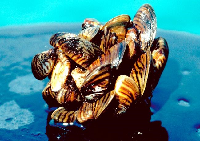 Invasive species report outlines costs, solutions for world governments | iNFOnews.ca Invasive species report outlines costs, solutions for world governments | iNFOnews.ca