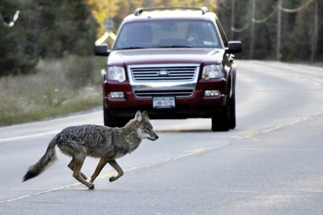 N.S. park officers kill coyote that chased bike, search for another that bit rider | iNFOnews.ca N.S. park officers kill coyote that chased bike, search for another that bit rider | iNFOnews.ca