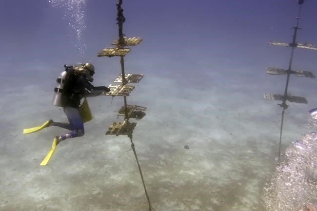 Study says fish stocks along Atlantic, Pacific coasts unaffected by marine heat waves | iNFOnews.ca