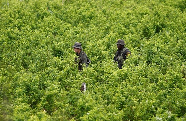 UN says Colombia's coca crop at all-time high as officials promote new drug policies | iNFOnews.ca