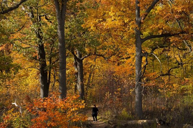 Weather Network forecasts 'fickle fall' in Canada with season to start cold, end mild | iNFOnews.ca