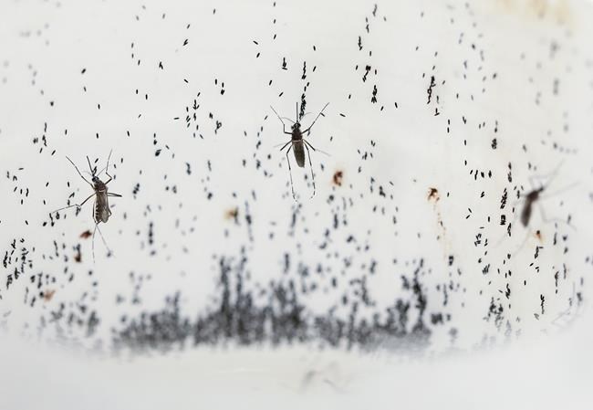 Special mosquitoes are being bred to fight dengue. How the old enemies are now becoming allies | iNFOnews.ca