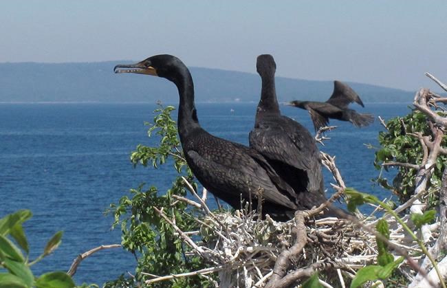 Nesting cormorants — and their droppings — have taken over a harbour in Nova Scotia | iNFOnews.ca Nesting cormorants — and their droppings — have taken over a harbour in Nova Scotia | iNFOnews.ca