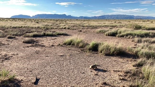 Biologists in slow and steady race to help North America's largest and rarest tortoise species | iNFOnews.ca Biologists in slow and steady race to help North America's largest and rarest tortoise species | iNFOnews.ca