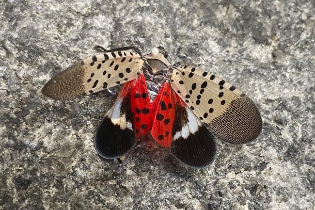 Spotted lanternfly has spread to Illinois, threatening to crops and trees | iNFOnews.ca Spotted lanternfly has spread to Illinois, threatening to crops and trees | iNFOnews.ca