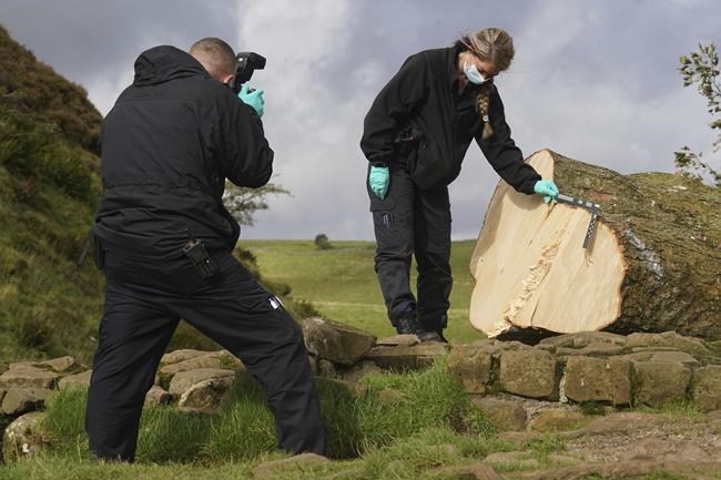 A second man is arrested over the felling in England of a much-loved tree near Hadrian's Wall | iNFOnews.ca