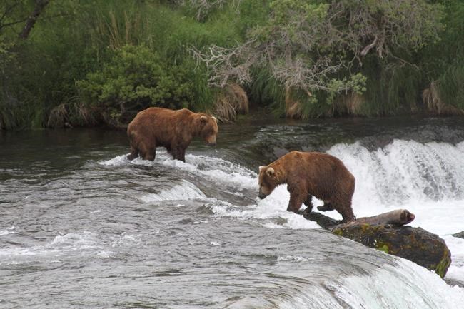 Alaska's popular Fat Bear Week could be postponed if the government shuts down | iNFOnews.ca