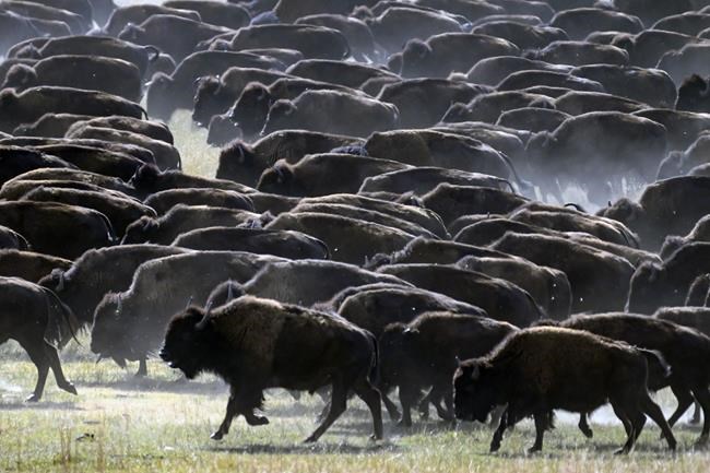 Rare US bison roundup rustles up hundreds to maintain health of the species | iNFOnews.ca