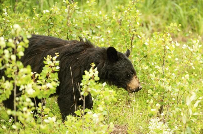 North Macedonia national park's rising bear population poses a threat to residents | iNFOnews.ca North Macedonia national park's rising bear population poses a threat to residents | iNFOnews.ca