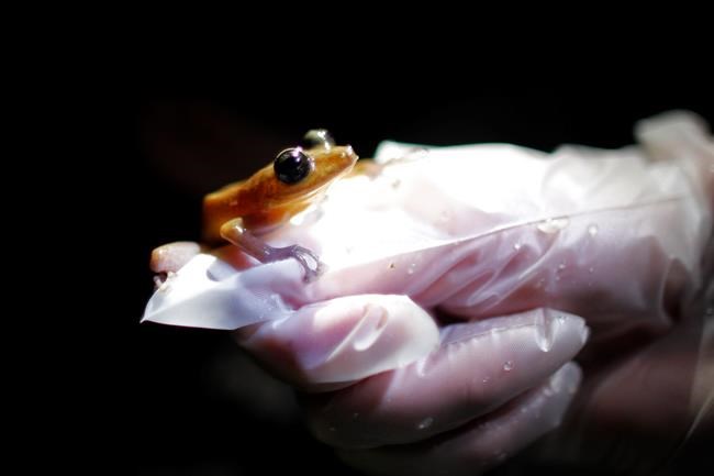 Amphibians are the world's most vulnerable animals and threats are increasing | iNFOnews.ca