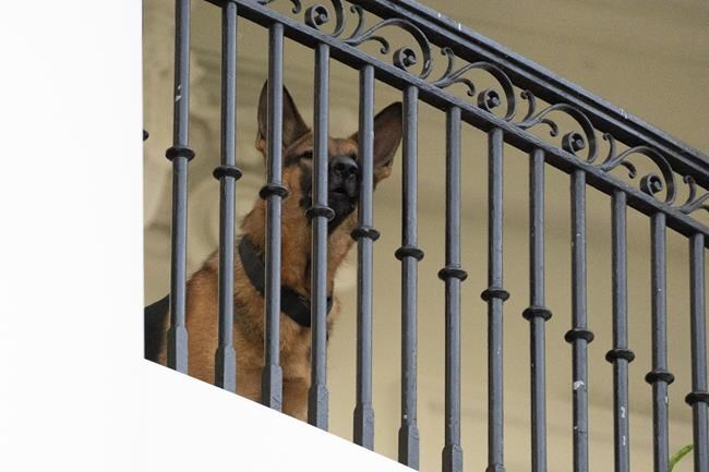 Biden's dog Commander no longer at White House after biting incidents | iNFOnews.ca Biden's dog Commander no longer at White House after biting incidents | iNFOnews.ca