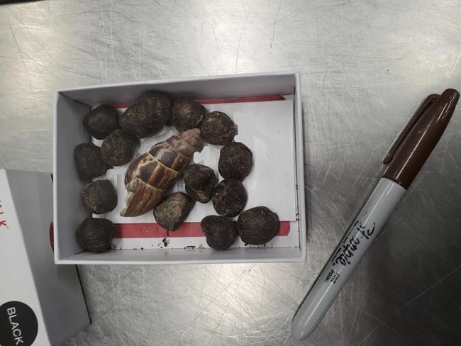 US Customs officials seize giraffe feces from woman at Minnesota airport | iNFOnews.ca