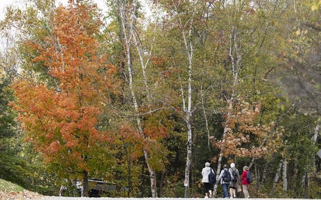 Canada's dramatic summer weather has altered the fall colours this year: researchers | iNFOnews.ca