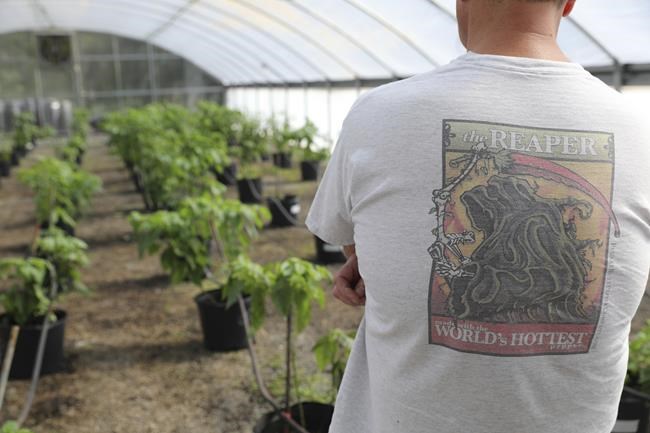 Pepper X marks the spot as South Carolina pepper expert scorches his own Guinness Book heat record | iNFOnews.ca Pepper X marks the spot as South Carolina pepper expert scorches his own Guinness Book heat record | iNFOnews.ca