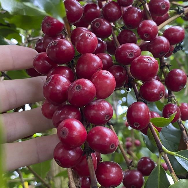 How to grow your cup of coffee, indoors | iNFOnews.ca