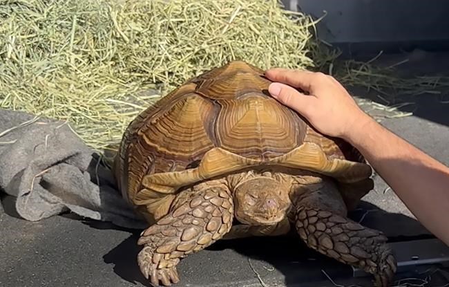Tortoise, Frank the Tank, found wandering in a B.C. field of bok choy needs home | iNFOnews.ca