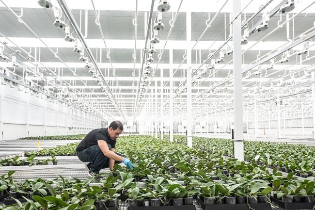 Orchids, veggies and beer: pot producers pivot in tough market | iNFOnews.ca