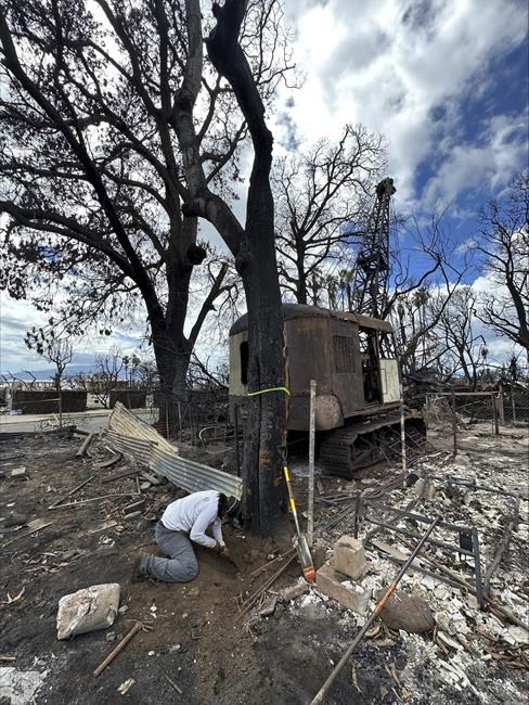 The trees arrived with Polynesian voyagers. After Maui wildfire, there's a chance to restore them | iNFOnews.ca
