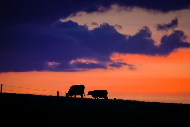 Alberta livestock producers affected by drought to receive aid to offset costs | iNFOnews.ca