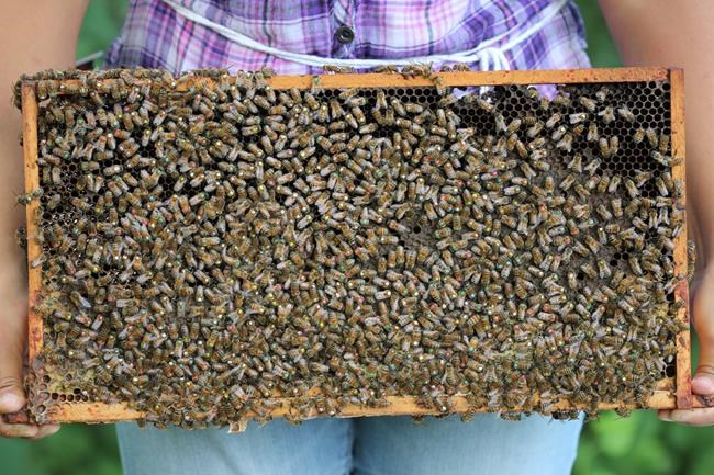 First vaccine against serious bacterial infection in bees approved for use in Canada | iNFOnews.ca