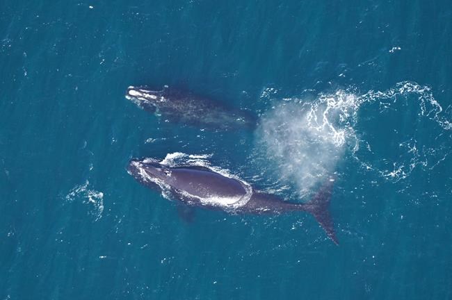 After years of decline, endangered right whale population could be levelling off | iNFOnews.ca