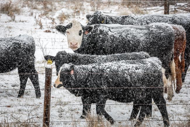 Canadian ranchers brace for long, lean winter after droughts, soaring feed costs | iNFOnews.ca