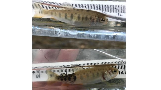 A list of facts about whirling disease found in some national park waterways in B.C. | iNFOnews.ca A list of facts about whirling disease found in some national park waterways in B.C. | iNFOnews.ca