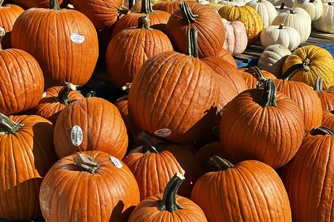 Spooky harvest: Droughts, heavy rain create challenge for Canada's pumpkin season | iNFOnews.ca