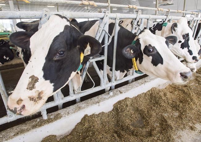 Canadian Dairy Commission delays farmgate milk price hike by three months | iNFOnews.ca