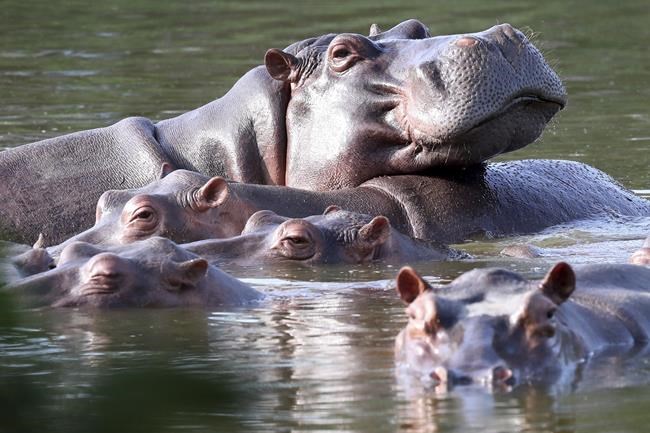 Colombia begins sterilization of hippos descended from pets of drug kingpin Pablo Escobar | iNFOnews.ca Colombia begins sterilization of hippos descended from pets of drug kingpin Pablo Escobar | iNFOnews.ca