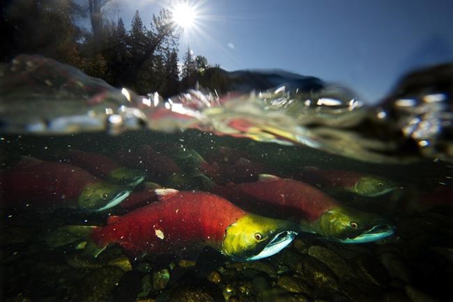 First Nations seek salmon return to Columbia Basin in new treaty with U.S. | iNFOnews.ca