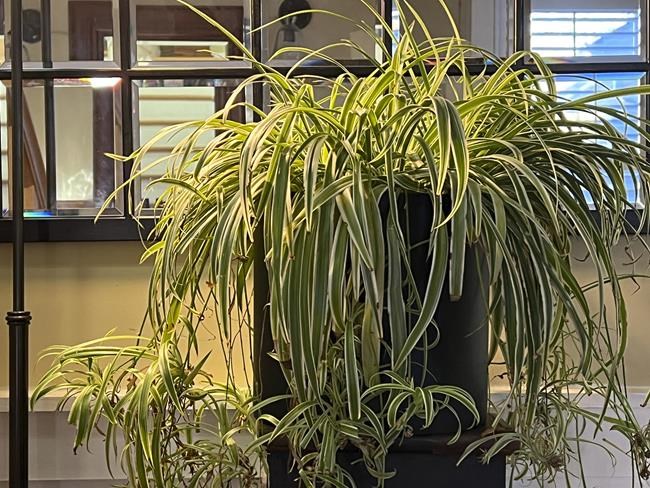A slow transition to winter keeps houseplants healthy | iNFOnews.ca